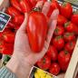 Preview: Tomaten 'San Marzano'
